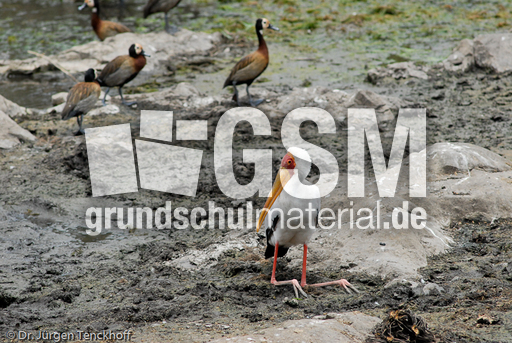 Nimmersatt (11 von 22).jpg